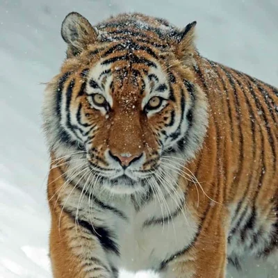 A Siberian Tiger