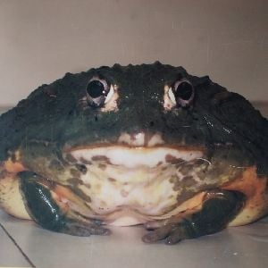 frog