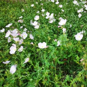 The Flower Person