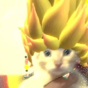 kitten