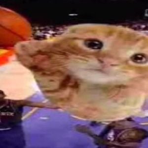 Baller Cat