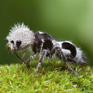 Calvin The Panda Ant