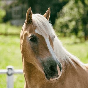 talking horse