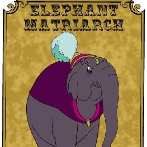 Elephant matriarch