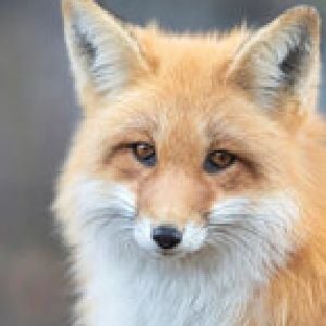 Blazefur