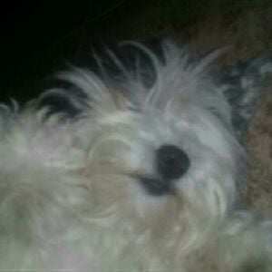 Maxi
