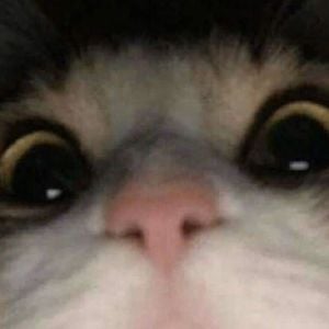 gato