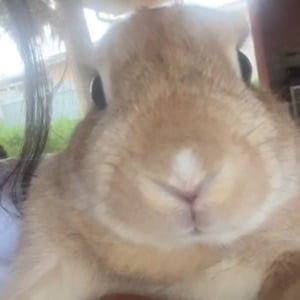 Buff Bunny