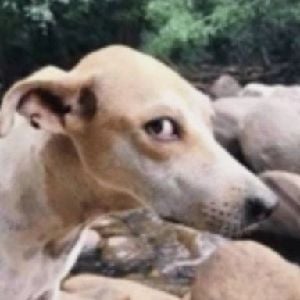 side eye dog