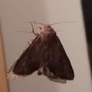 Random Moth