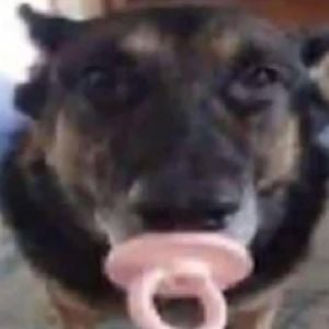 Chupetão dog