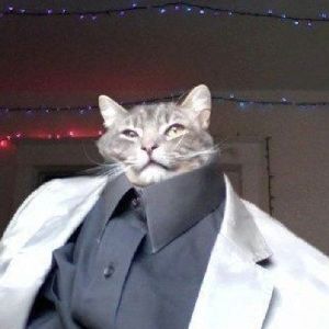 Mr. Meows. code: NJVFZ2