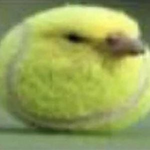 ball bird