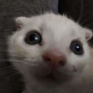 gooberpie