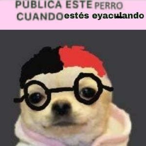 dog beats