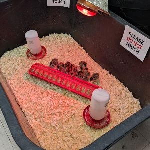 box of baby quails