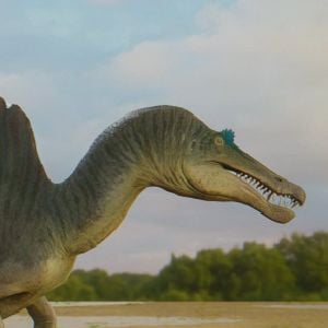 Spinosaurus morrocanus