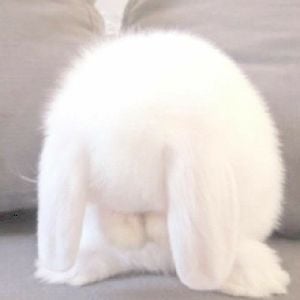 Take care of the rabbit :³