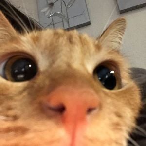 kitty