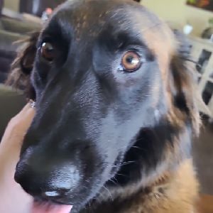 Doggo