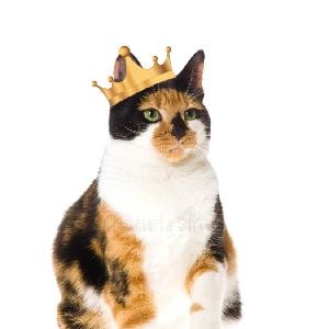 catking (made by catking)