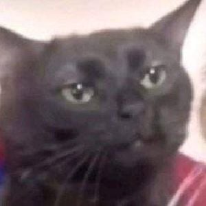 gato el pajas