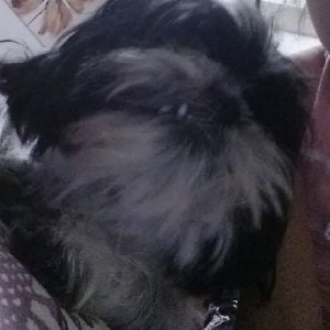 Oreo the dog