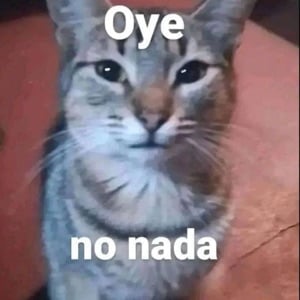 Painful cat