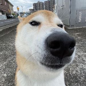 A Rizz Doggy
