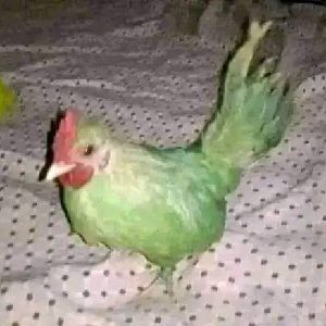 Test1