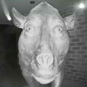 vaca medonha 