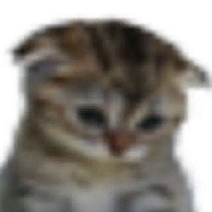gato triste