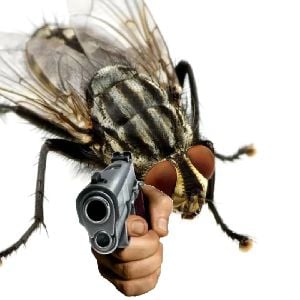 fly