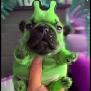 Alien Dog