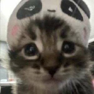 You, Your Cat and, The Wasteland