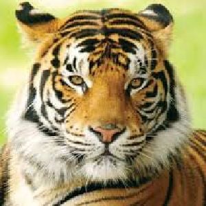 Siberian tiger