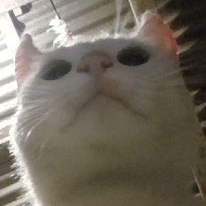 Michi (my cat)
