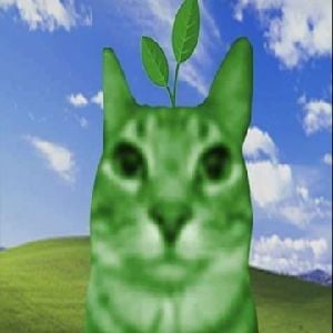 organic cat