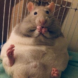 A dying fat rat