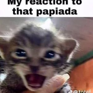 gato papiada 