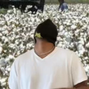 Cotton field worker