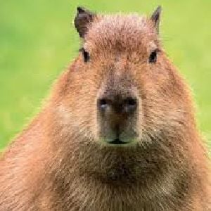 Capybara
