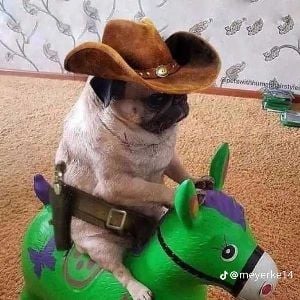 Puggy