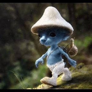 shaylushai (smurf cat)