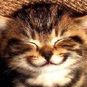 kitten
