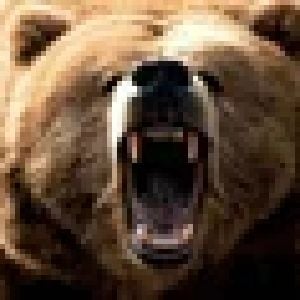 Grizzly bear