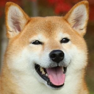 Shiba TF