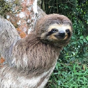 staresloth