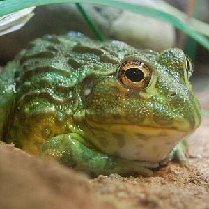 African Bullfrog