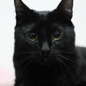 Domestic Cat